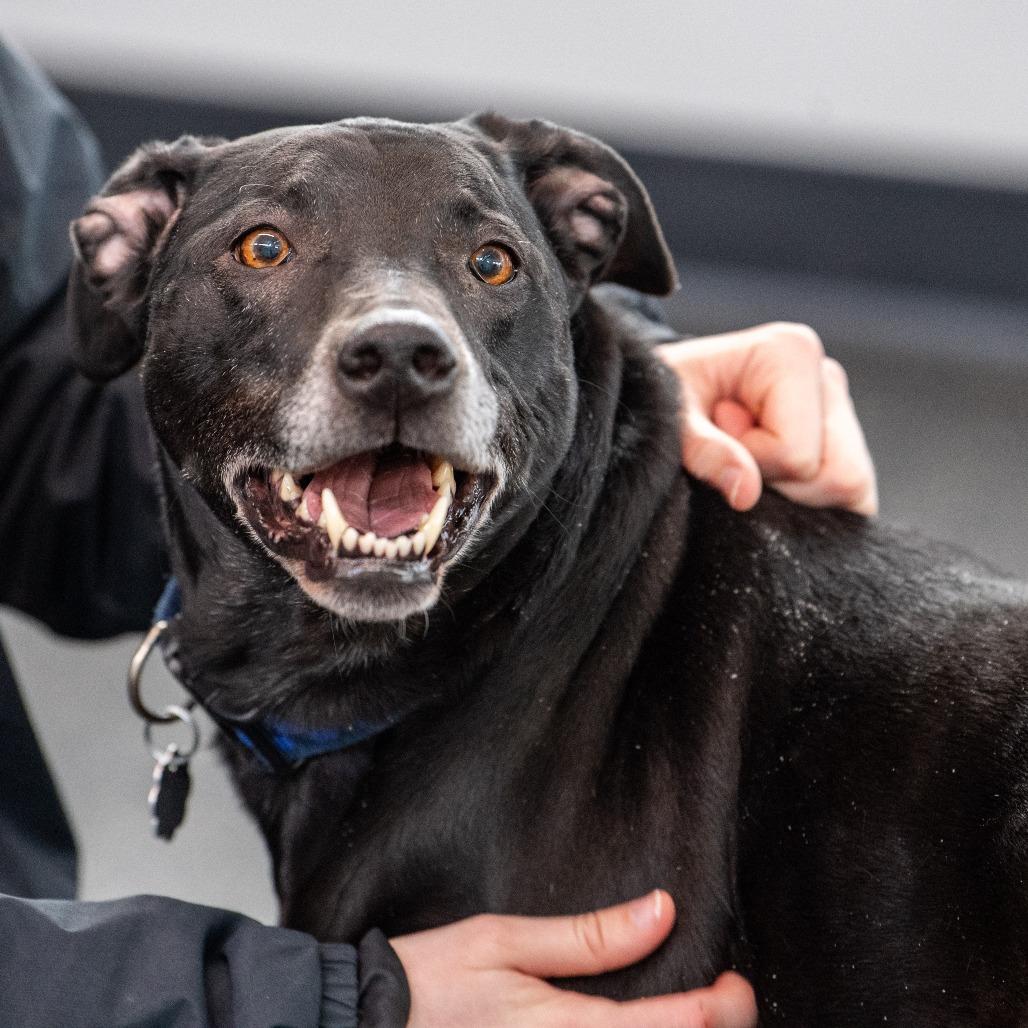 Enlarge Rosco, a Adoptable Mixed Breed in Kennebunk, ME image 2/6
