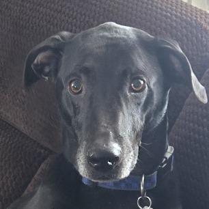 Enlarge Rosco, a Adoptable Mixed Breed in Kennebunk, ME image 3/6