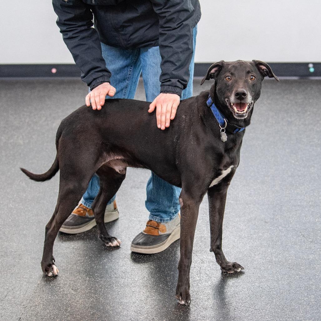 Enlarge Rosco, a Adoptable Mixed Breed in Kennebunk, ME image 4/6