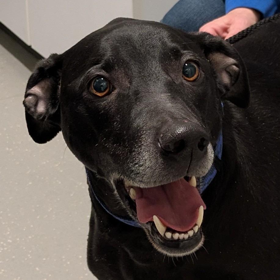 Enlarge Rosco, a Adoptable Mixed Breed in Kennebunk, ME image 5/6