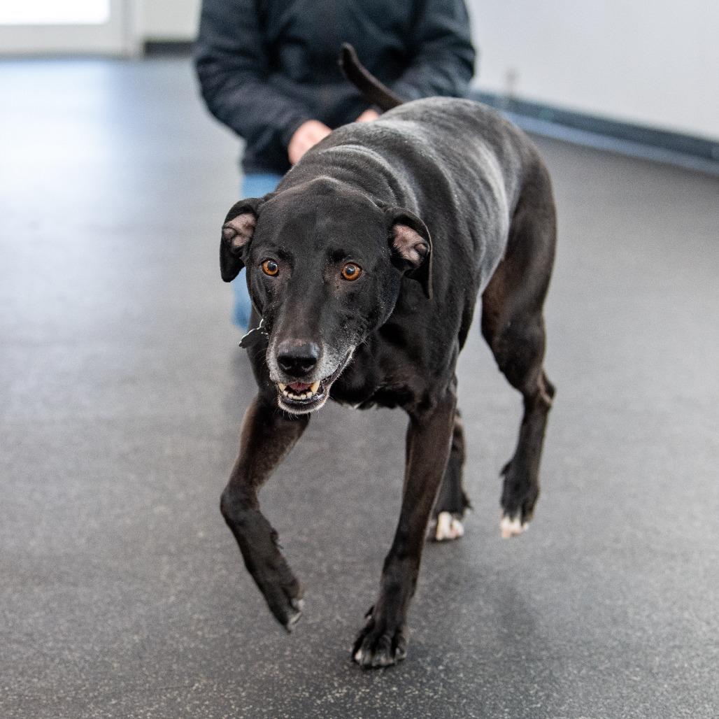 Enlarge Rosco, a Adoptable Mixed Breed in Kennebunk, ME image 6/6