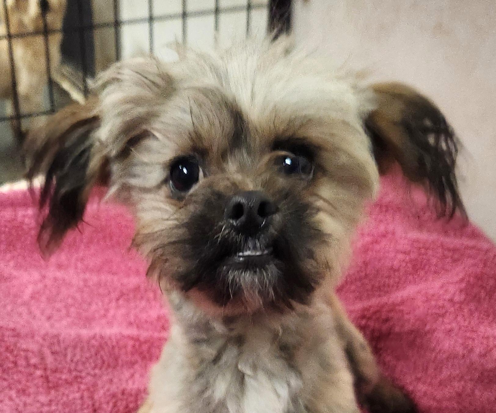 Sebastian, ADOPTABLE, Puppy Male Shih poo.
