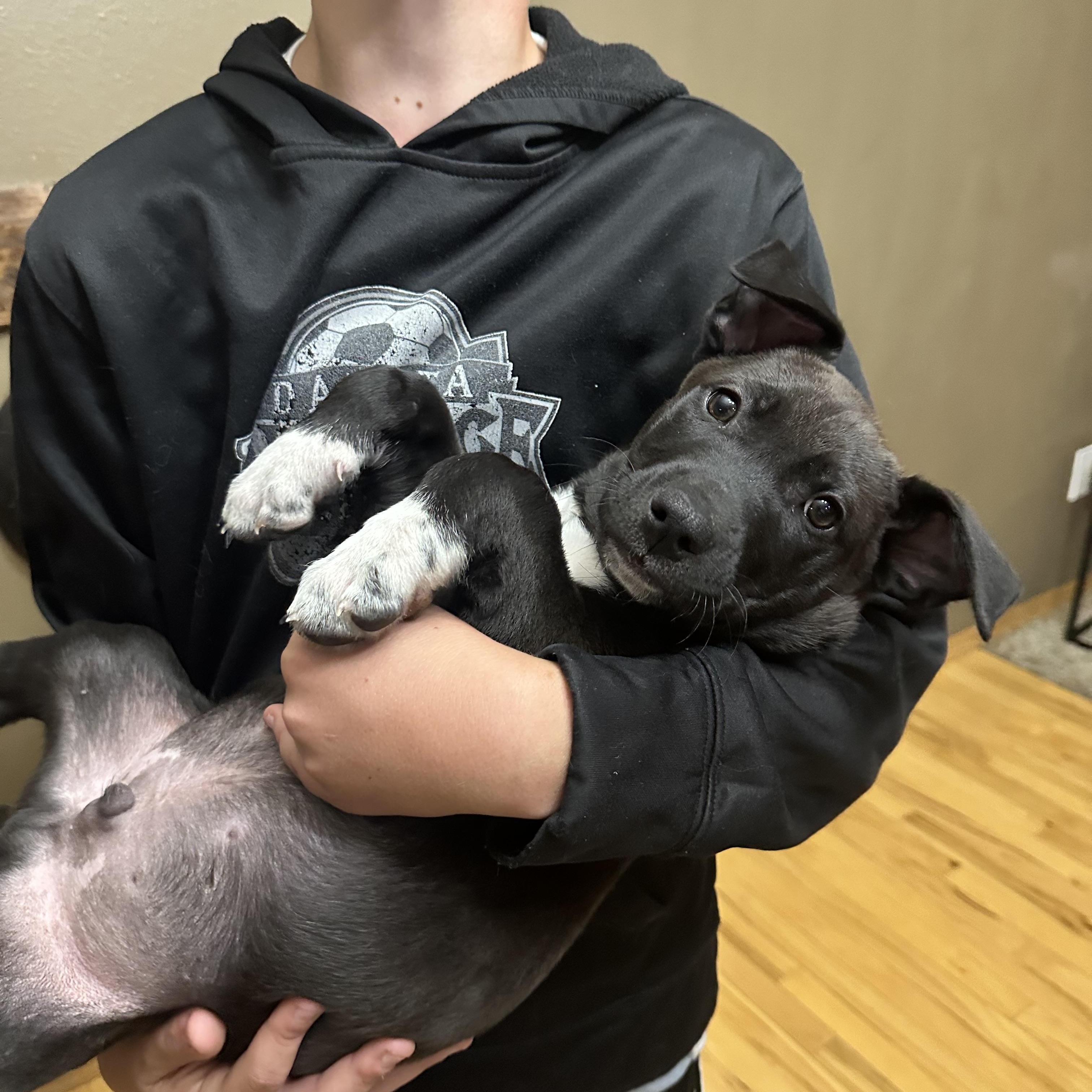 Shadow, an adoption pending Mixed Breed in Sioux Falls, SD image 4/6