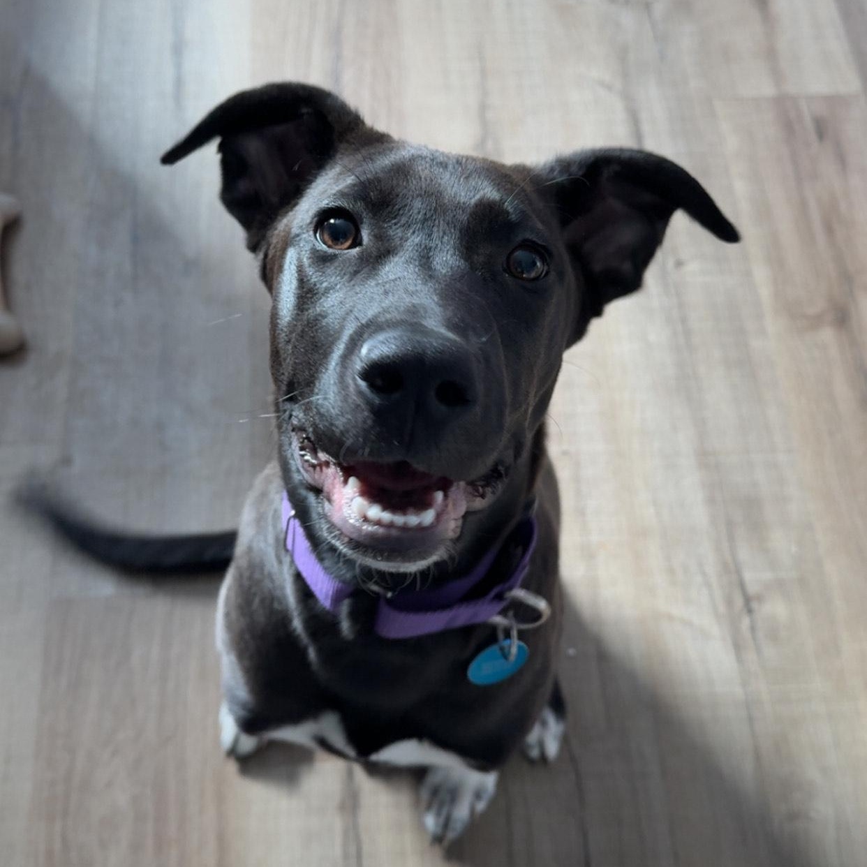 Shadow, an adoption pending Mixed Breed in Sioux Falls, SD image 1/6
