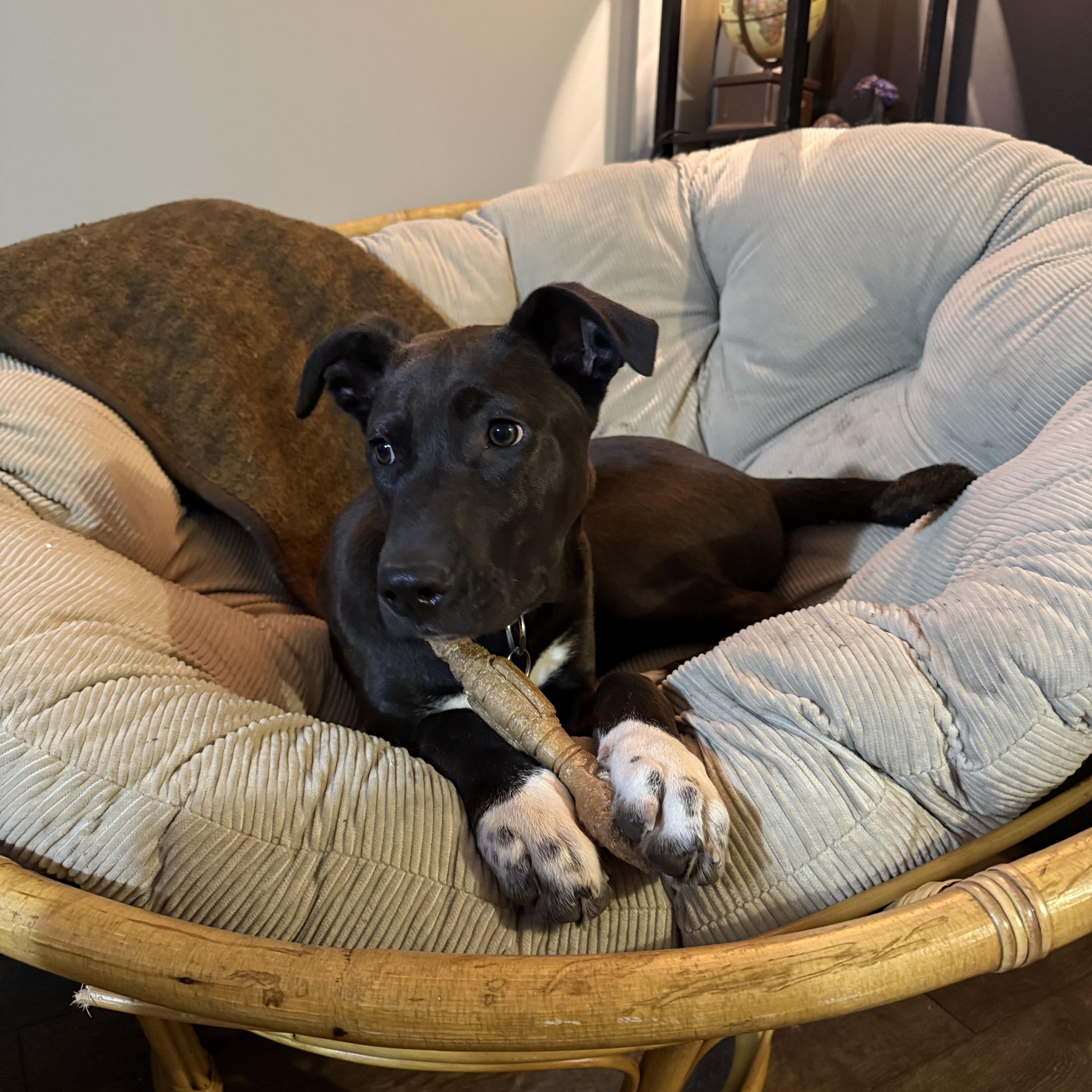 Shadow, an adoption pending Mixed Breed in Sioux Falls, SD image 3/6