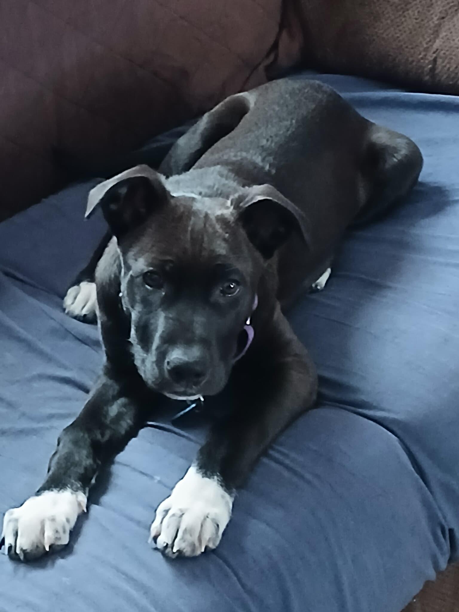 Shadow, an adoption pending Mixed Breed in Sioux Falls, SD image 5/6