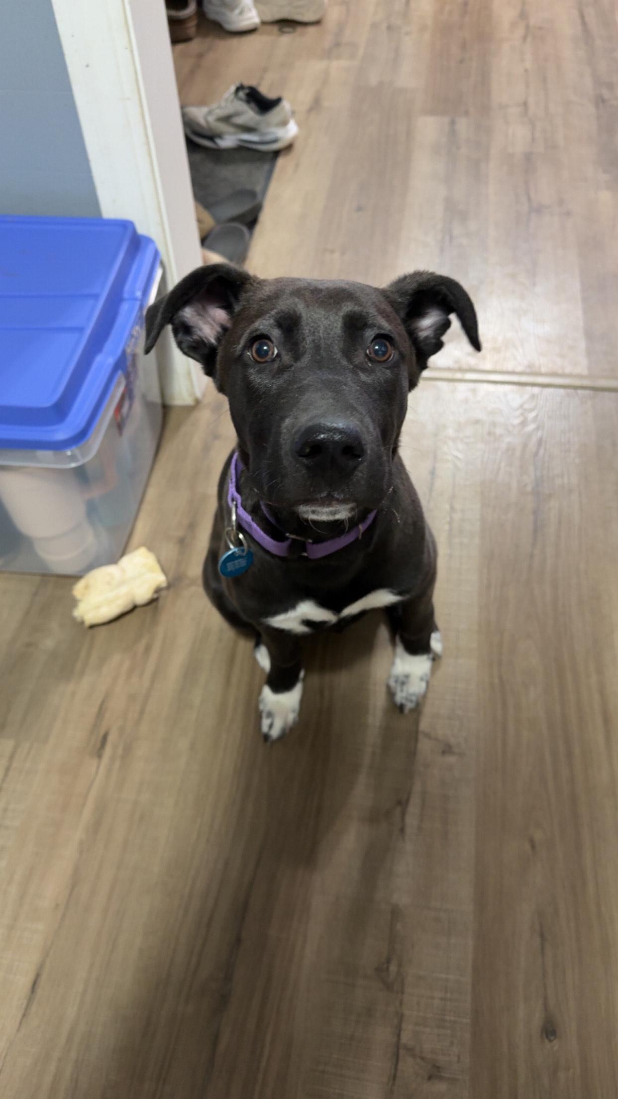 Shadow, an adoption pending Mixed Breed in Sioux Falls, SD image 2/6