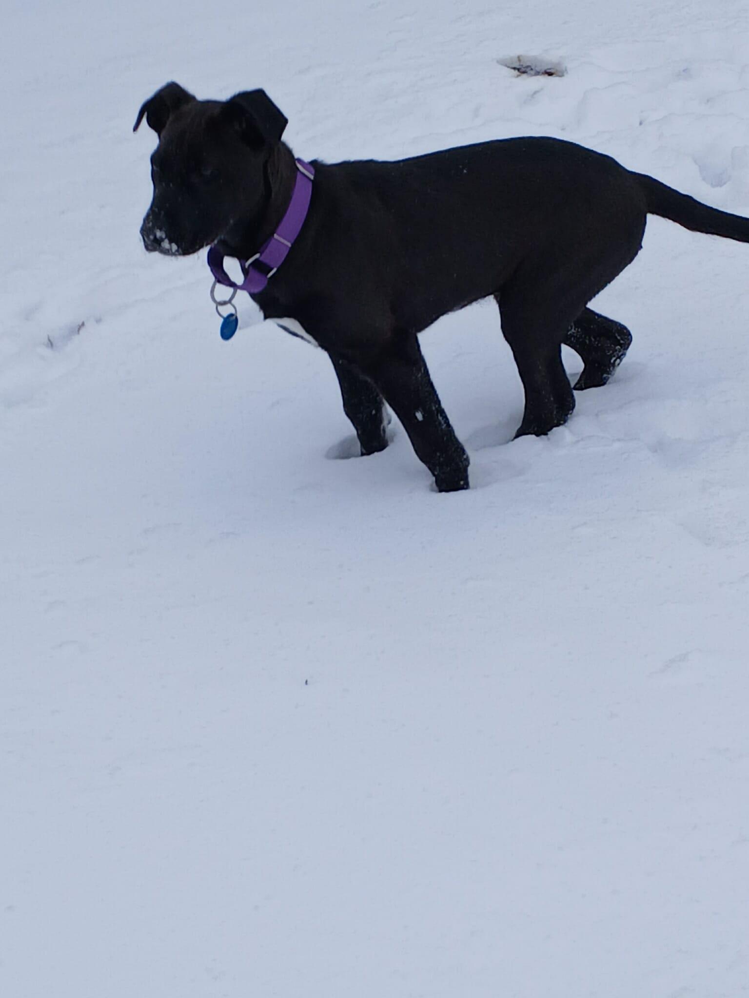 Shadow, an adoption pending Mixed Breed in Sioux Falls, SD image 6/6