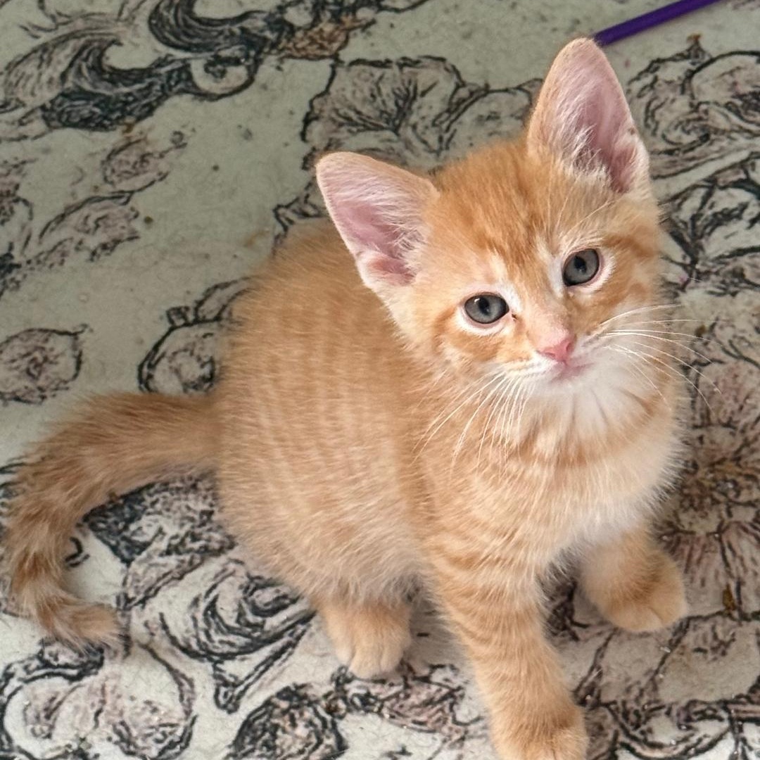 Enlarge MORGAN, a ADOPTABLE Domestic Short Hair in Gresham, WI image 1/1