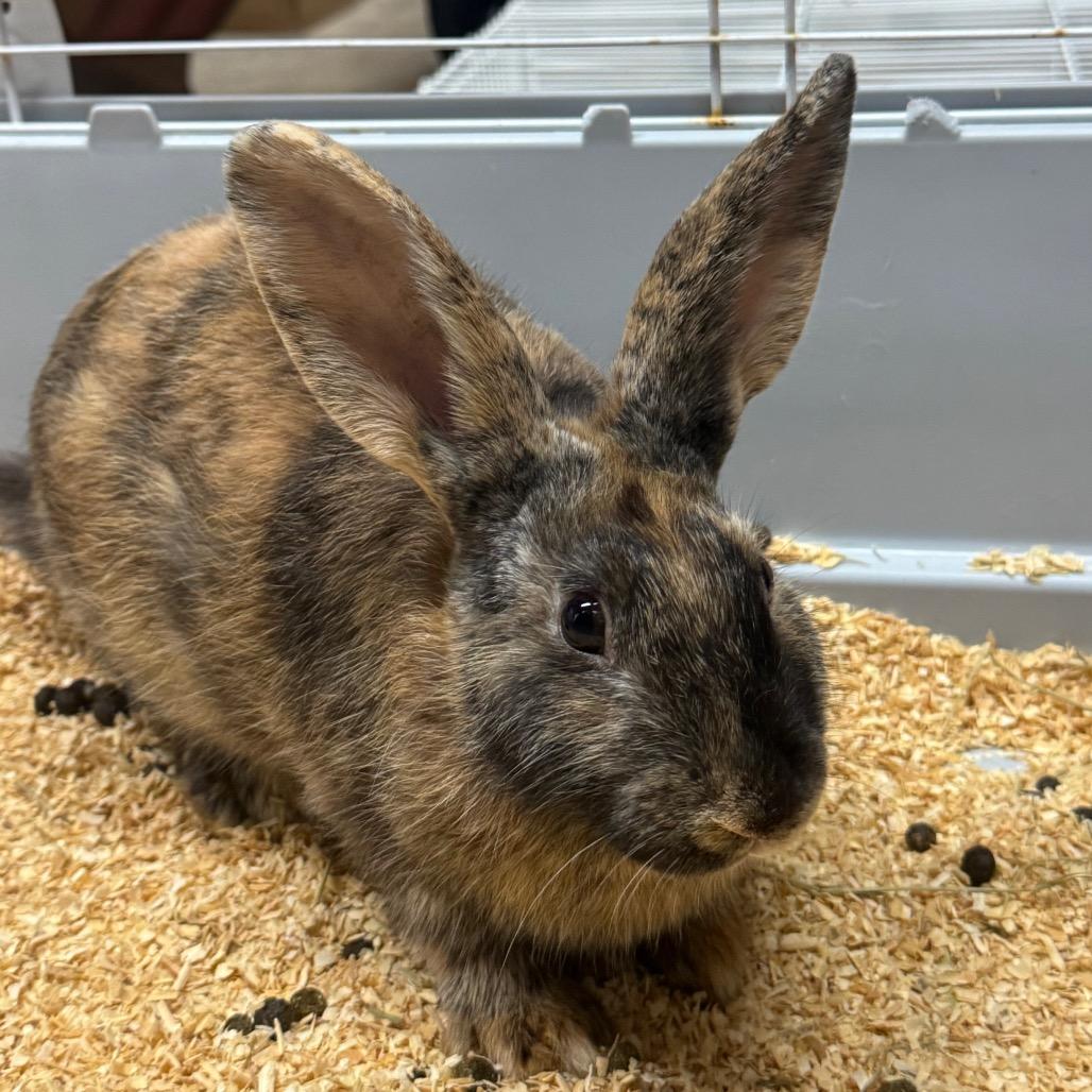 Rocky Road, Adoptable, Baby Female Rex & Dutch.