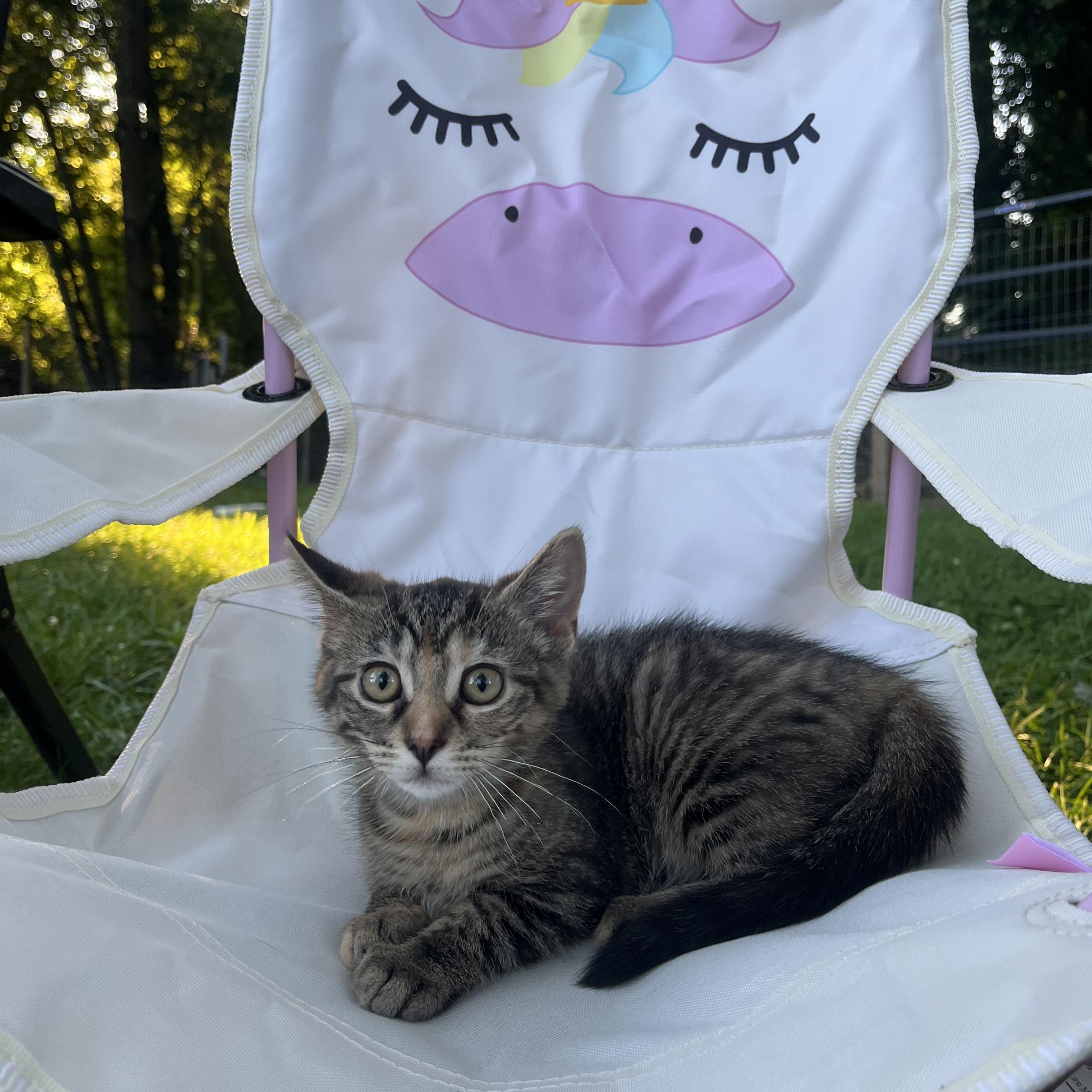 Enlarge Nutmeg, a Adoptable American Shorthair in Swanton, OH image 1/1