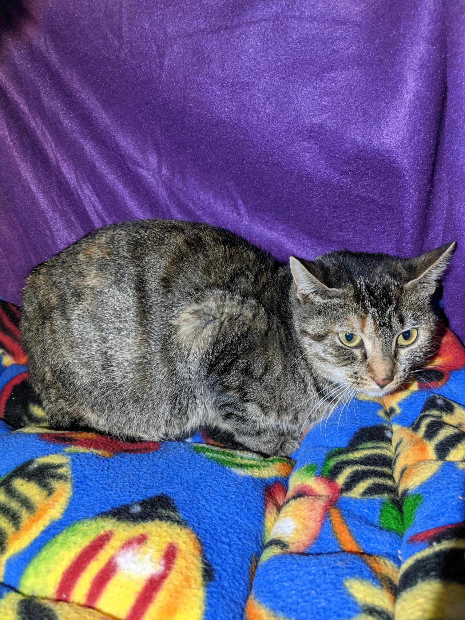 Enlarge Delphe, a Adoptable mixed breed in St Paul, MN image 1/1