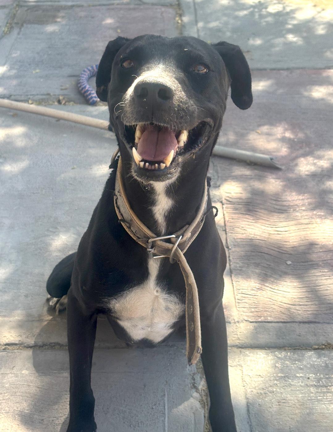 Vader — thumbnail 2