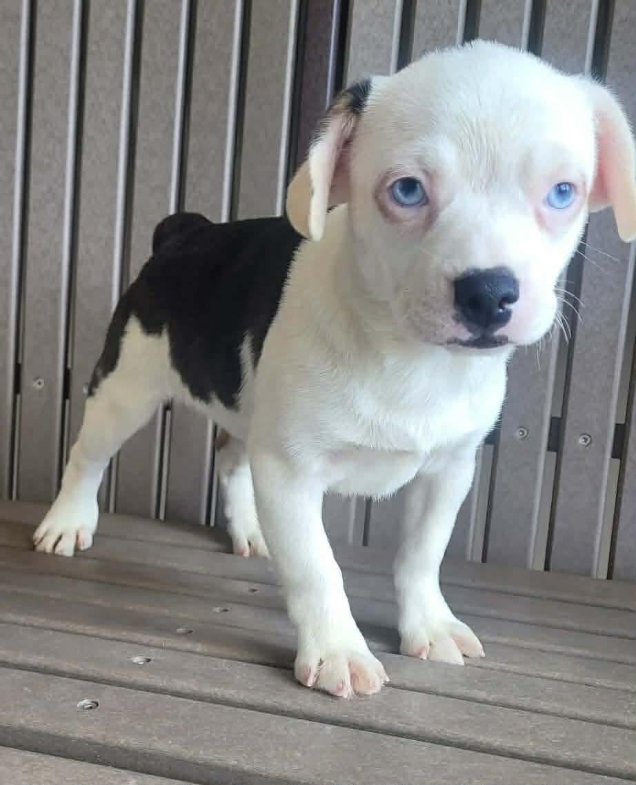 Enlarge Harmony, an adopted mixed breed in St. Clairsville, OH image 5/5