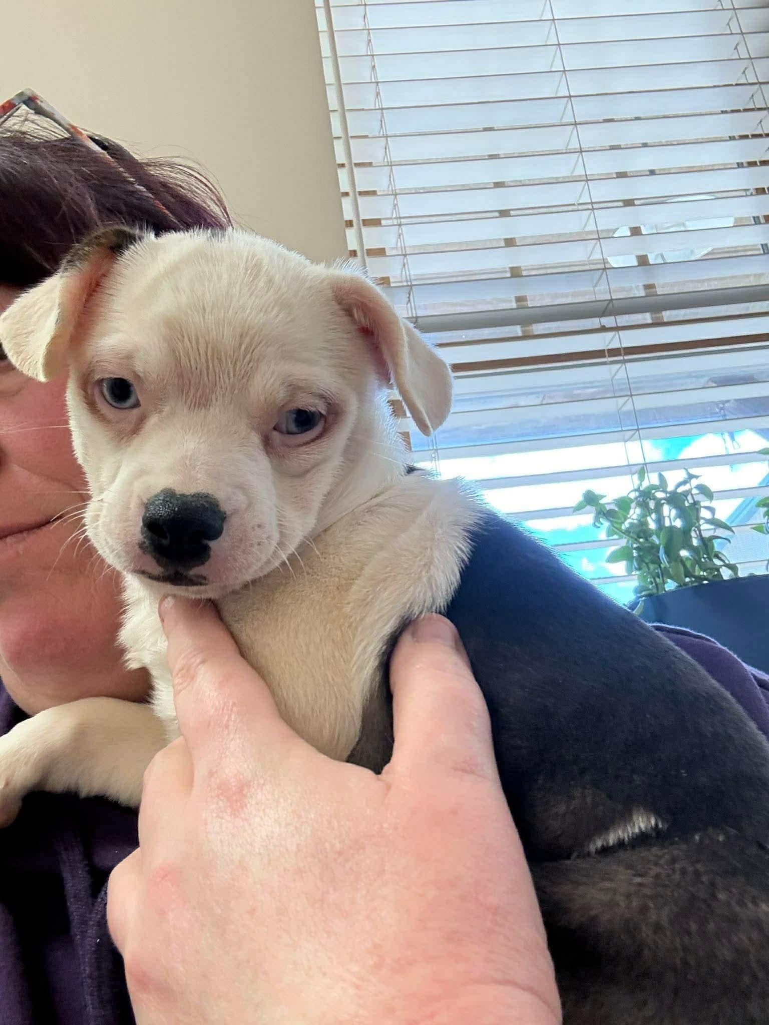 Enlarge Harmony, an adopted mixed breed in St. Clairsville, OH image 3/5