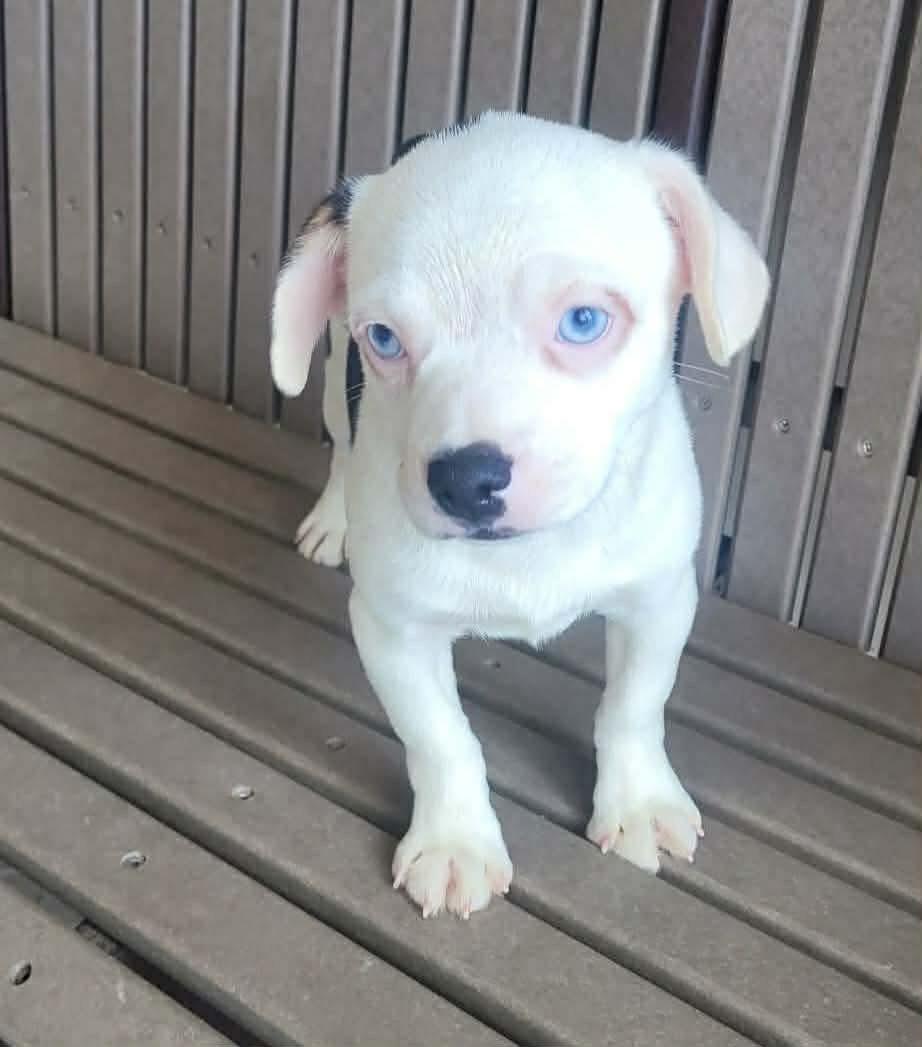 Enlarge Harmony, an adopted mixed breed in St. Clairsville, OH image 2/5