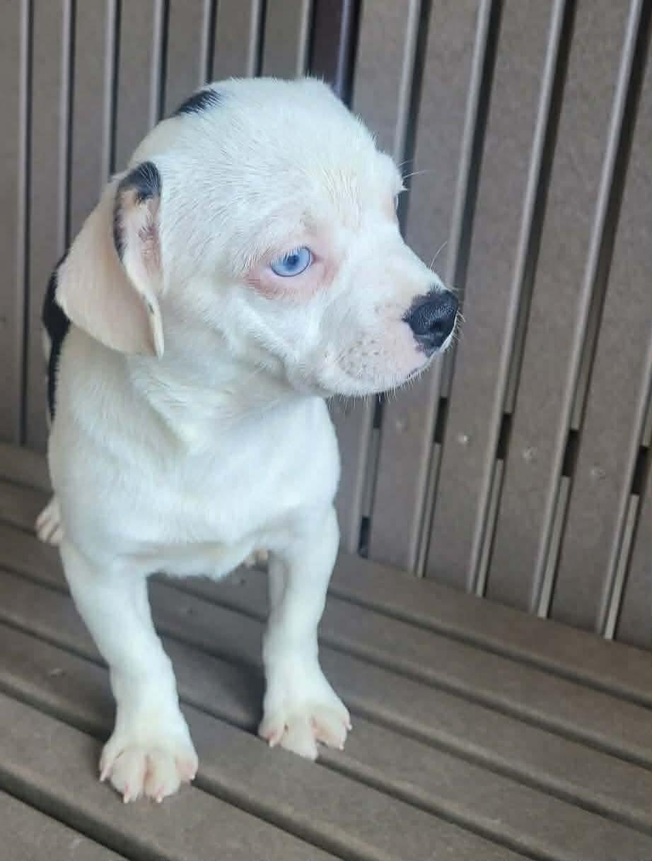 Enlarge Harmony, an adopted mixed breed in St. Clairsville, OH image 4/5