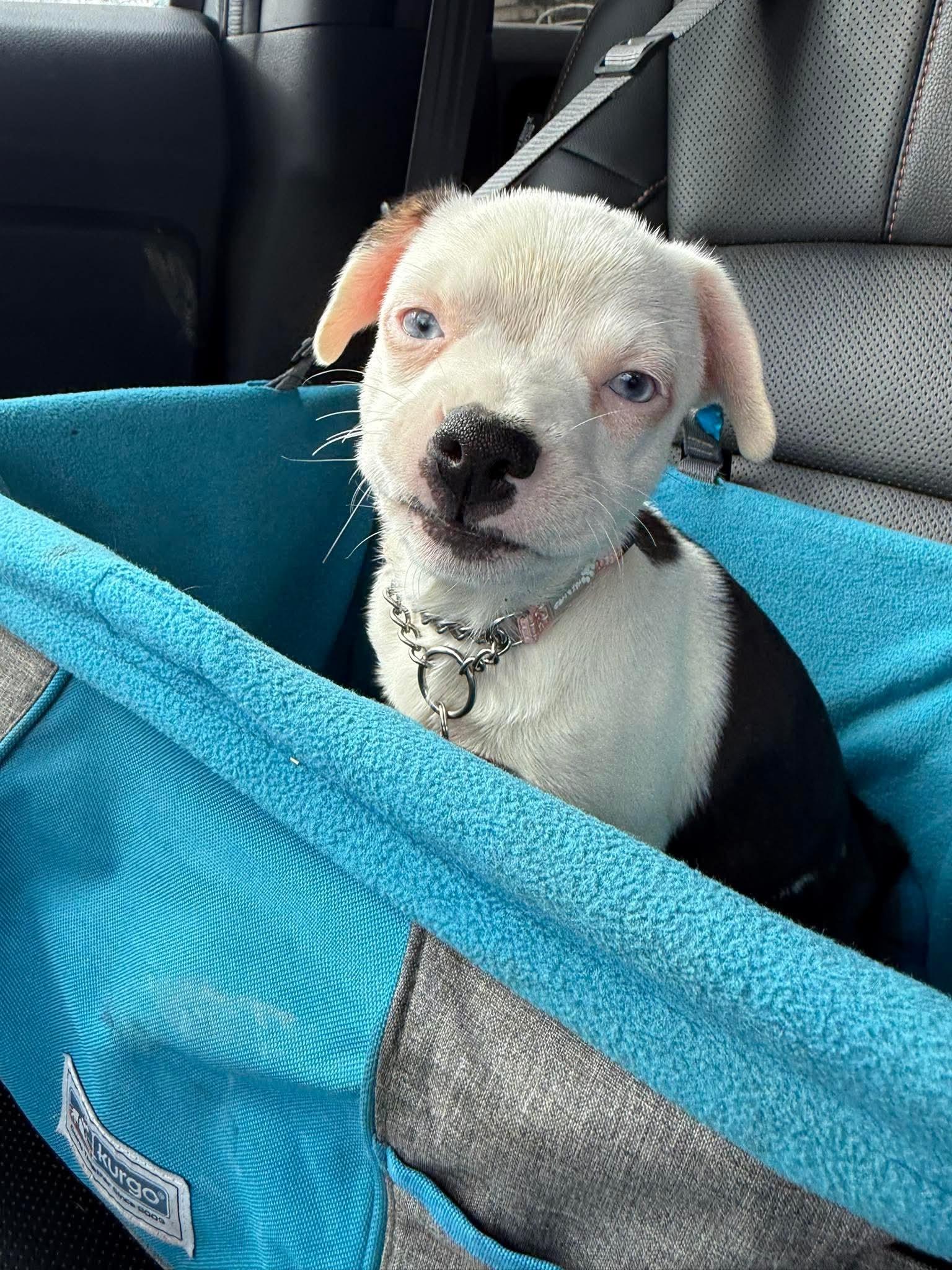 Enlarge Harmony, an adopted mixed breed in St. Clairsville, OH image 1/5