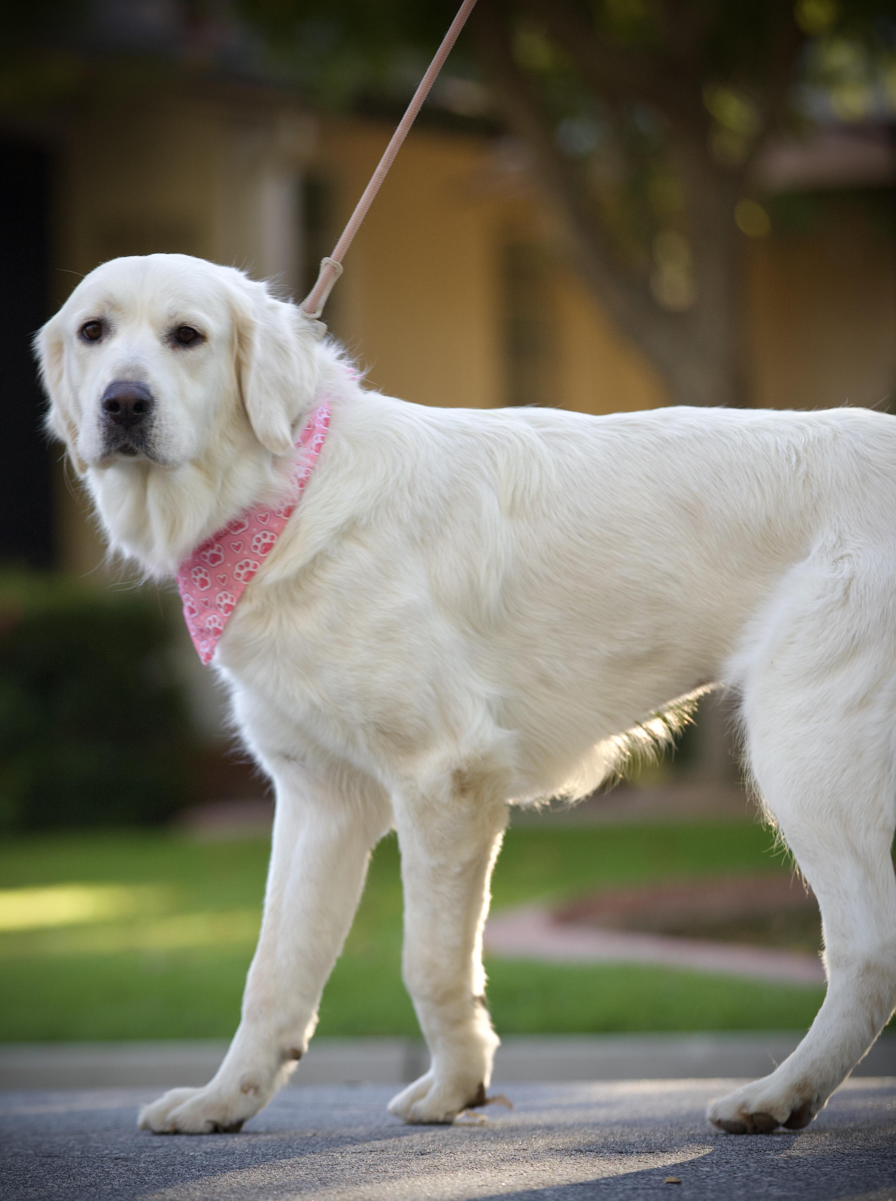 Lily Pad, ADOPTABLE, Young Female Great Pyrenees & Golden Retriever.
