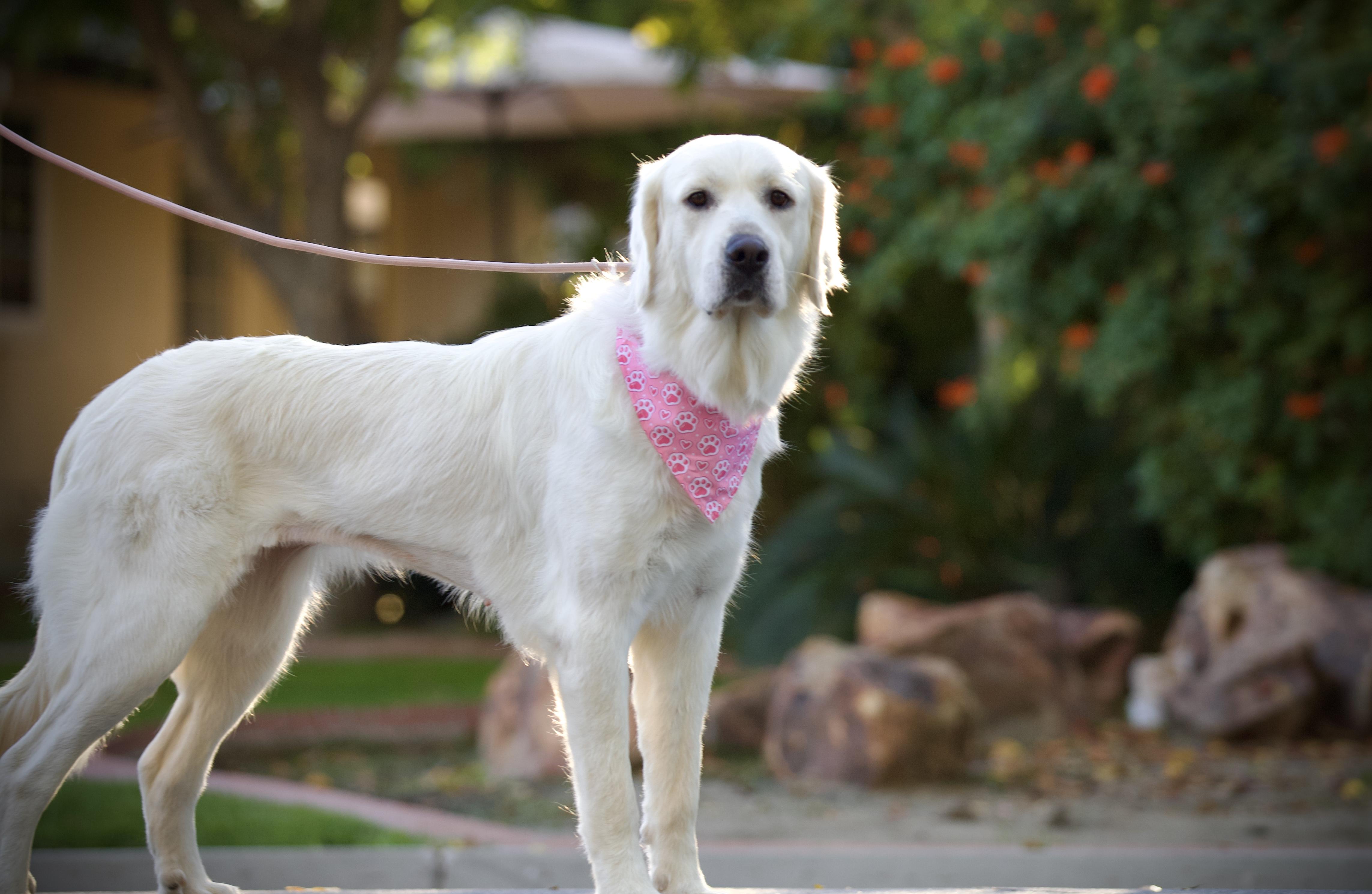 Enlarge Lily Pad, a ADOPTABLE mixed breed in San Francisco , CA image 4/6
