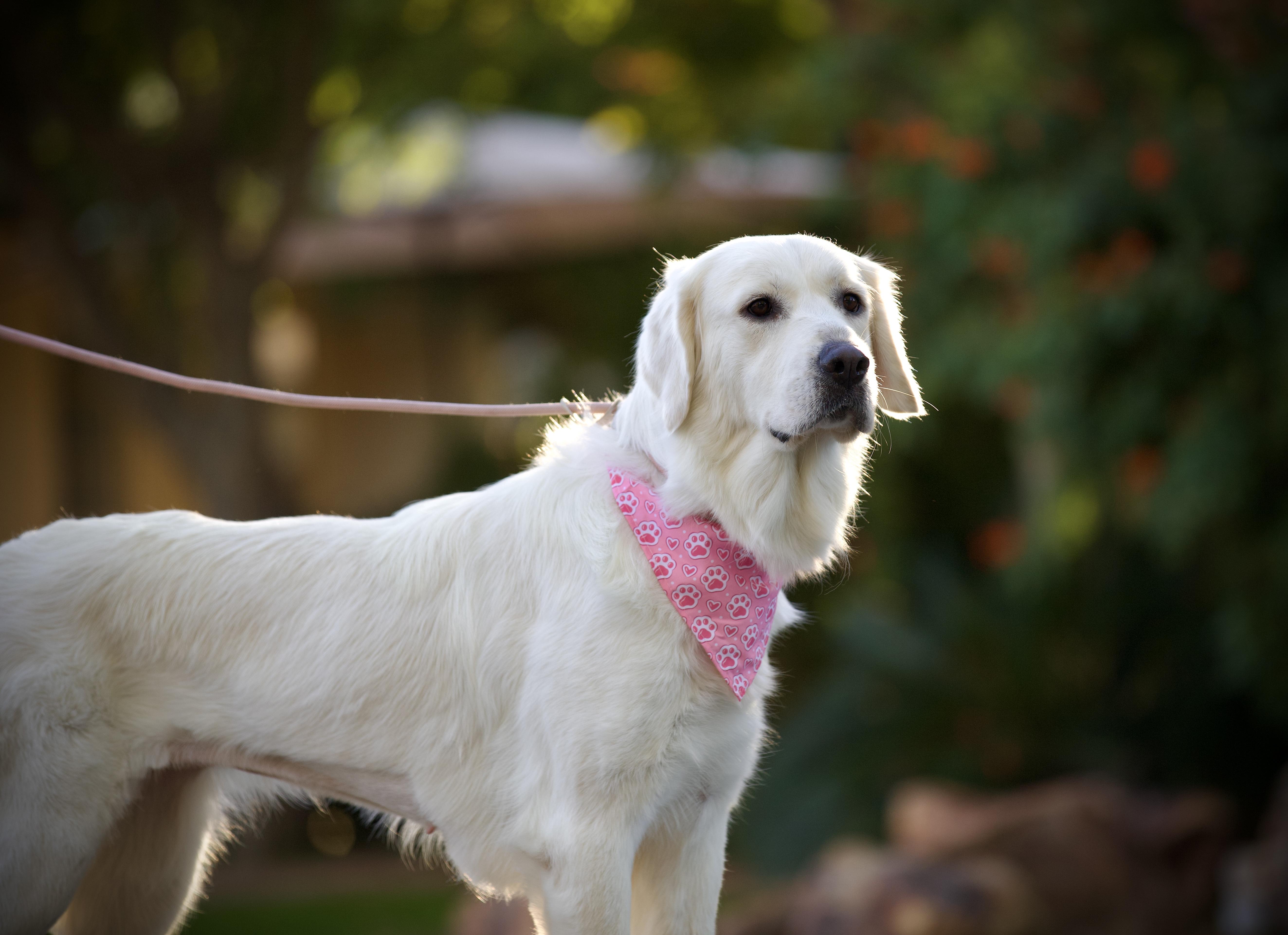 Enlarge Lily Pad, a ADOPTABLE mixed breed in San Francisco , CA image 5/6