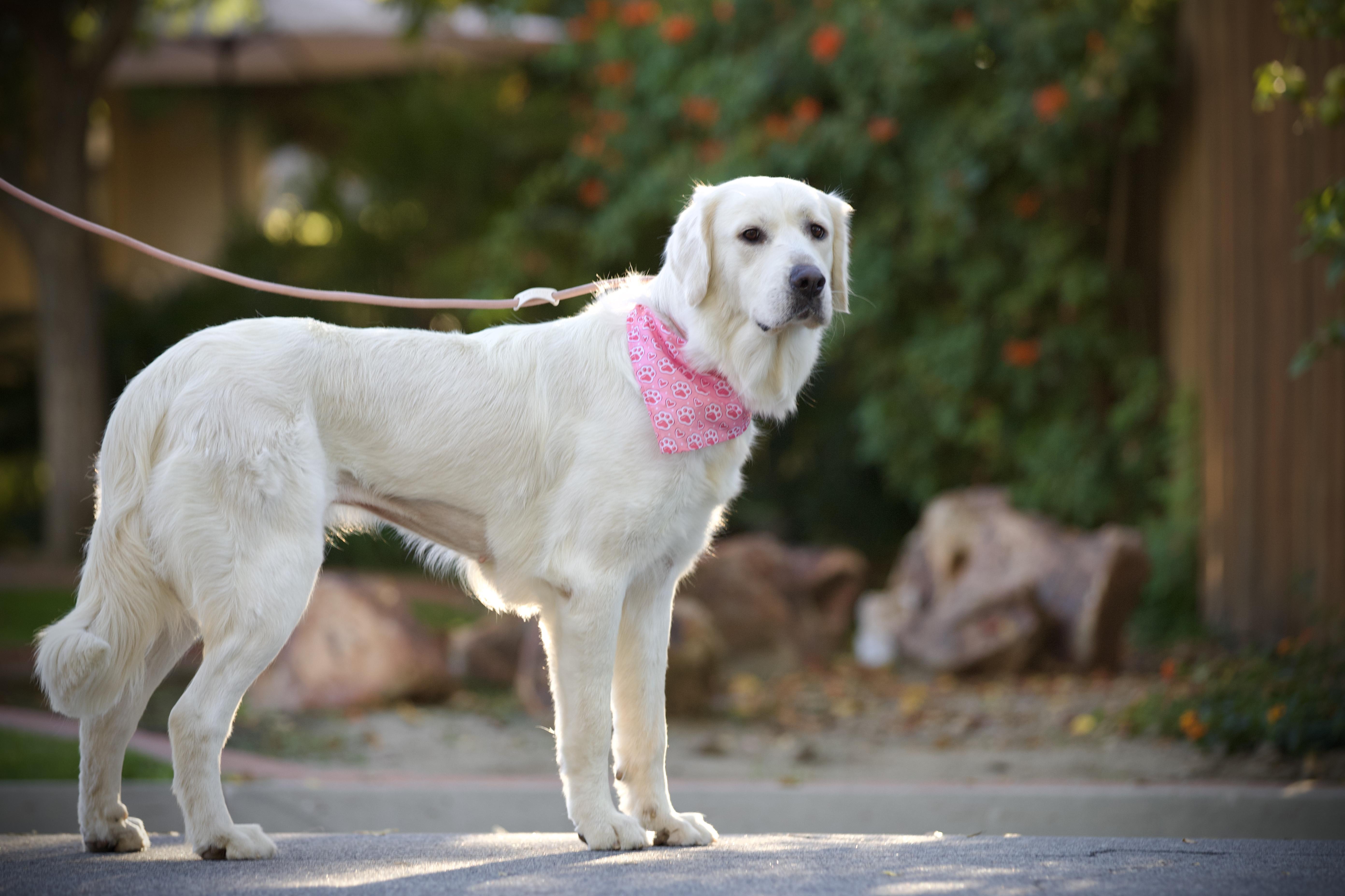 Enlarge Lily Pad, a ADOPTABLE mixed breed in San Francisco , CA image 6/6