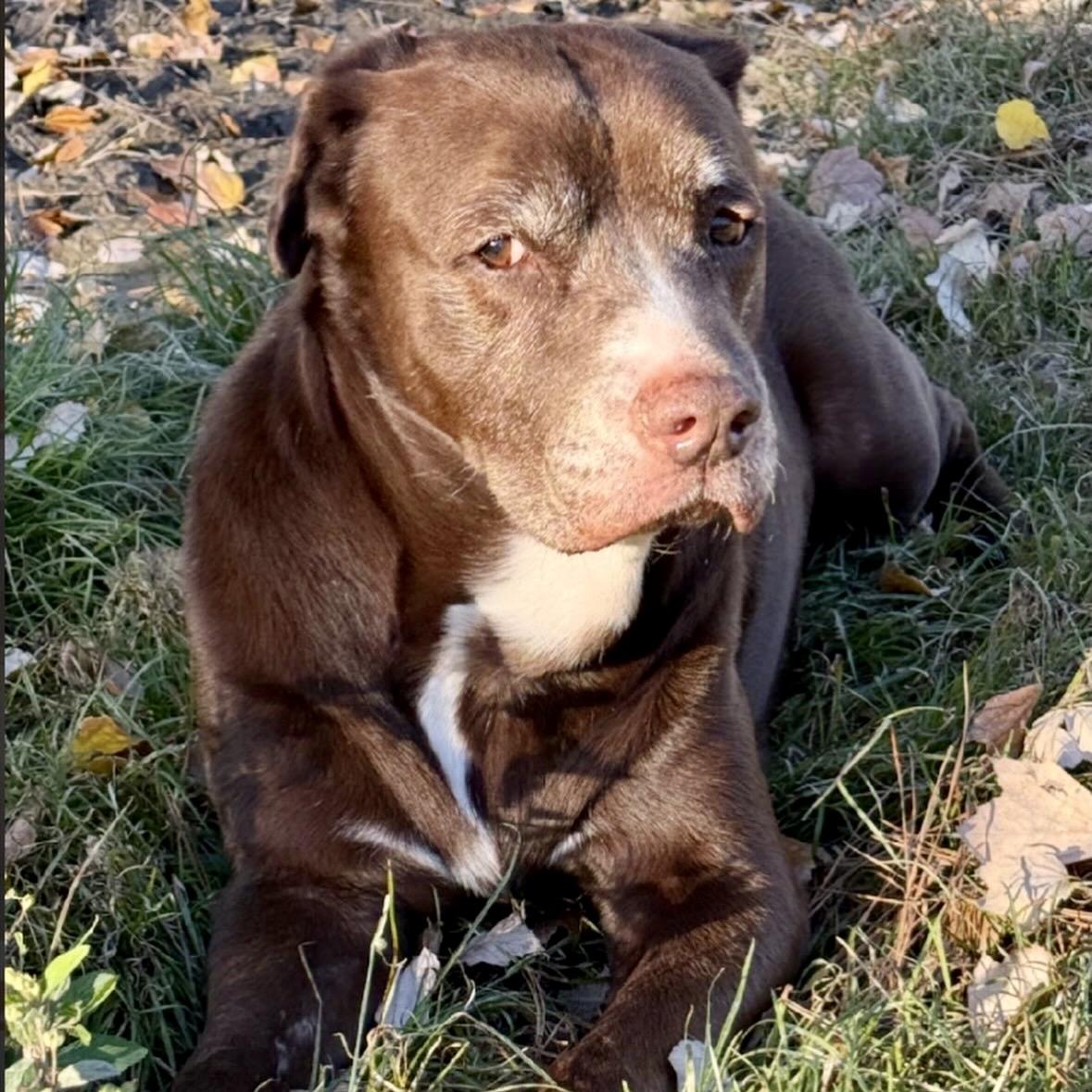 Ulysses , ADOPTABLE, Senior Male Chocolate Labrador Retriever.