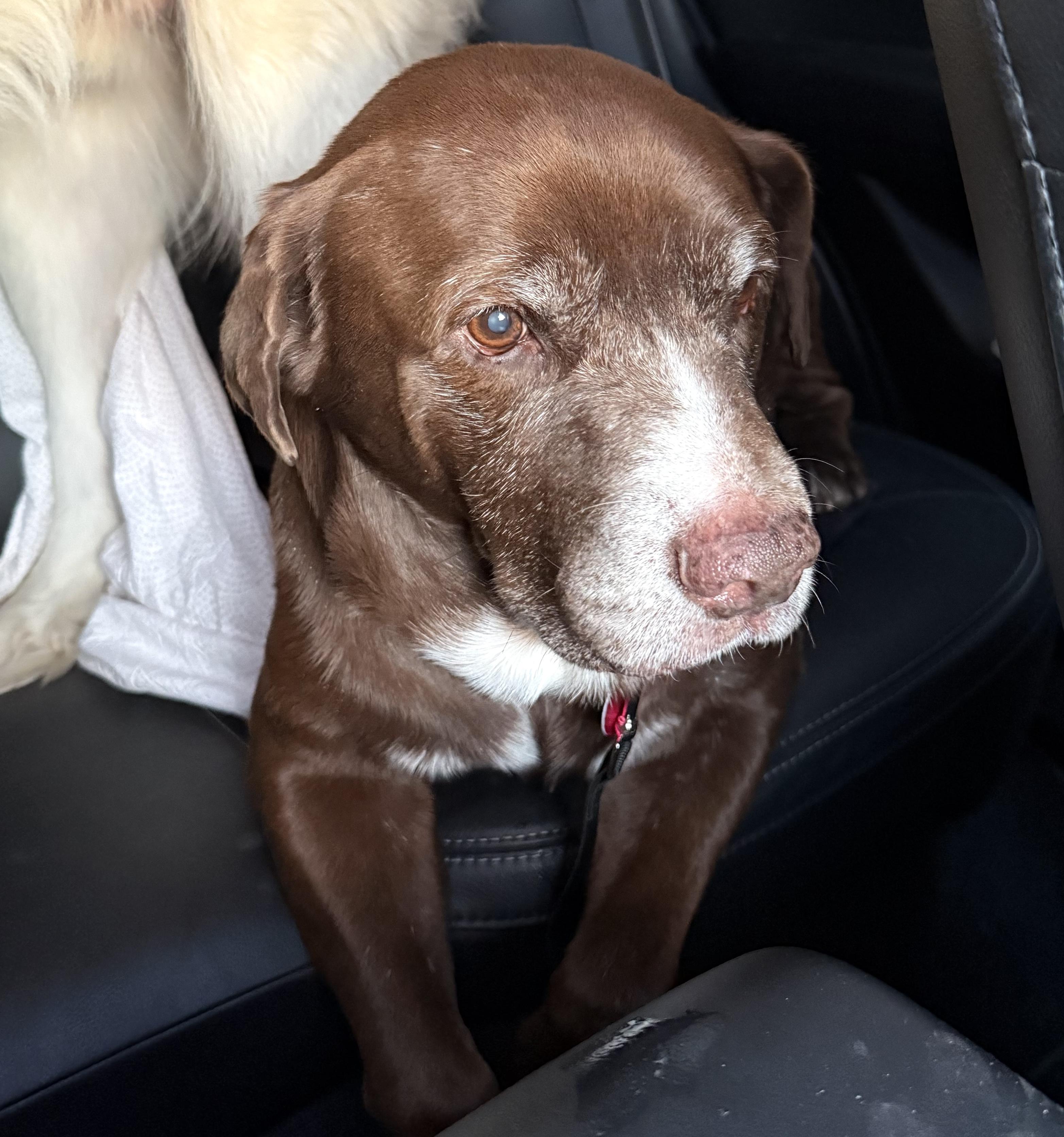 Enlarge Ulysses , a ADOPTABLE mixed breed in Brooklyn, NY image 4/5