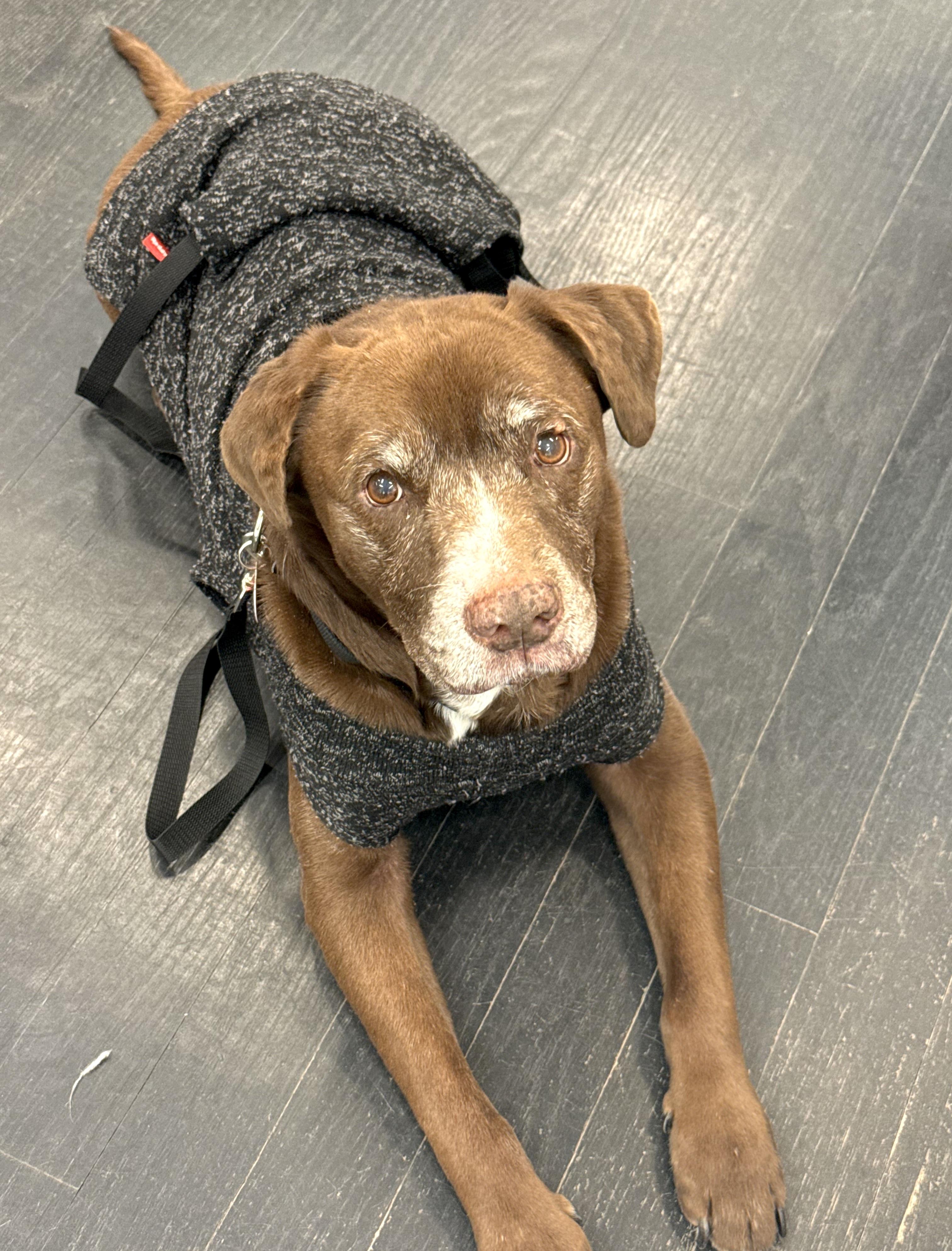 Enlarge Ulysses , a ADOPTABLE mixed breed in Brooklyn, NY image 2/5