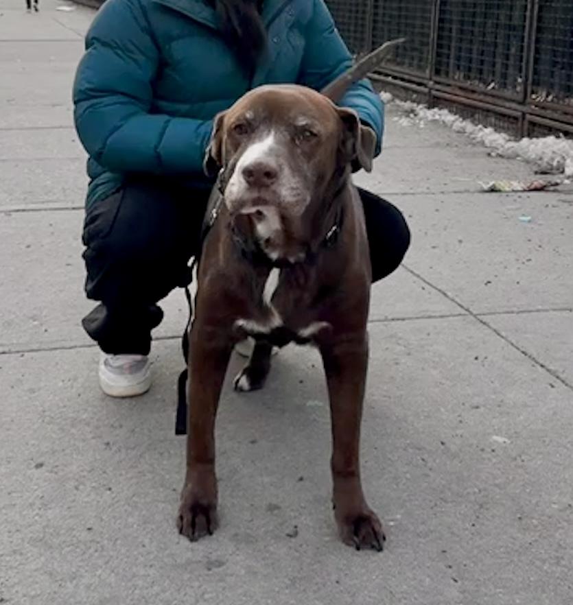 Enlarge Ulysses , a ADOPTABLE mixed breed in Brooklyn, NY image 5/5