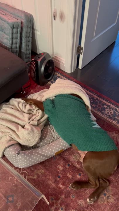 Enlarge Ulysses , a ADOPTABLE mixed breed in Brooklyn, NY video 3/5