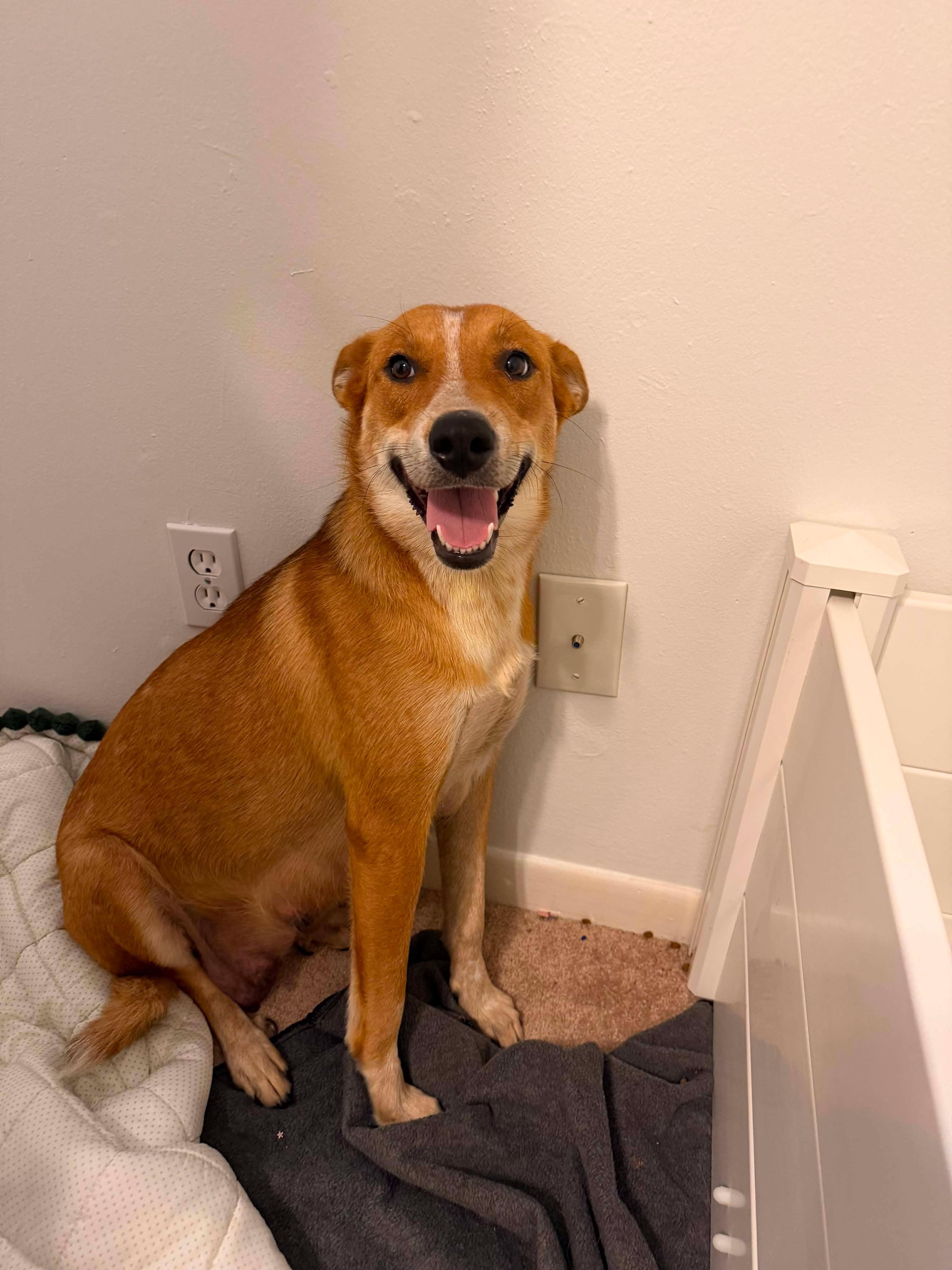 Enlarge Liberty, a Adoptable mixed breed in Brewster, NY image 2/6