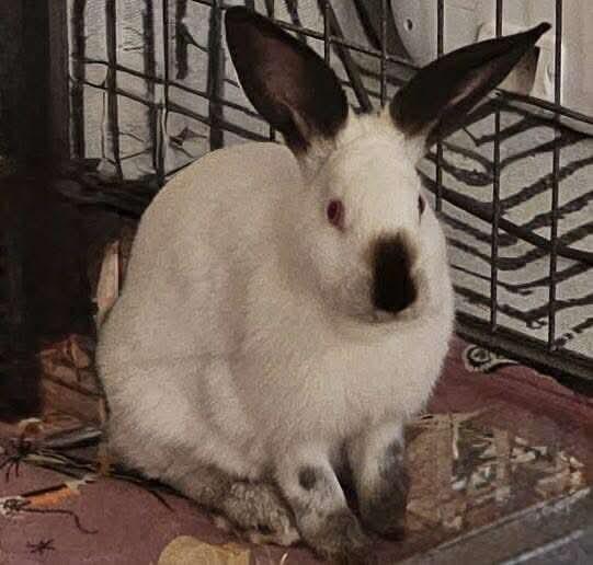 Pancake, a Adoptable Californian in Folsom, CA image 1/2