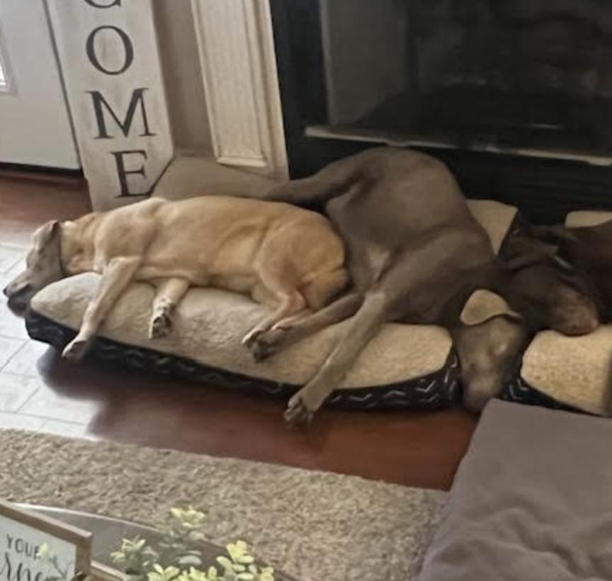 Enlarge Daisy, an adopted mixed breed in Hixson, TN image 2/3