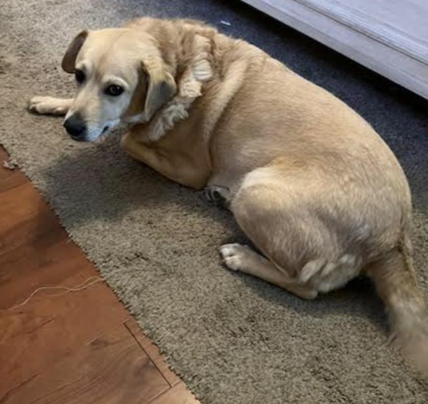 Enlarge Daisy, an adopted mixed breed in Hixson, TN image 1/3