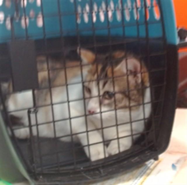 Enlarge A794504, a Adoptable Domestic Short Hair in Louisville, KY image 1/1