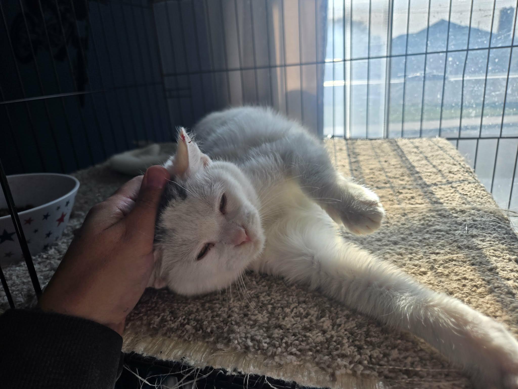 Snowball , ADOPTABLE, Young Female Domestic Short Hair.