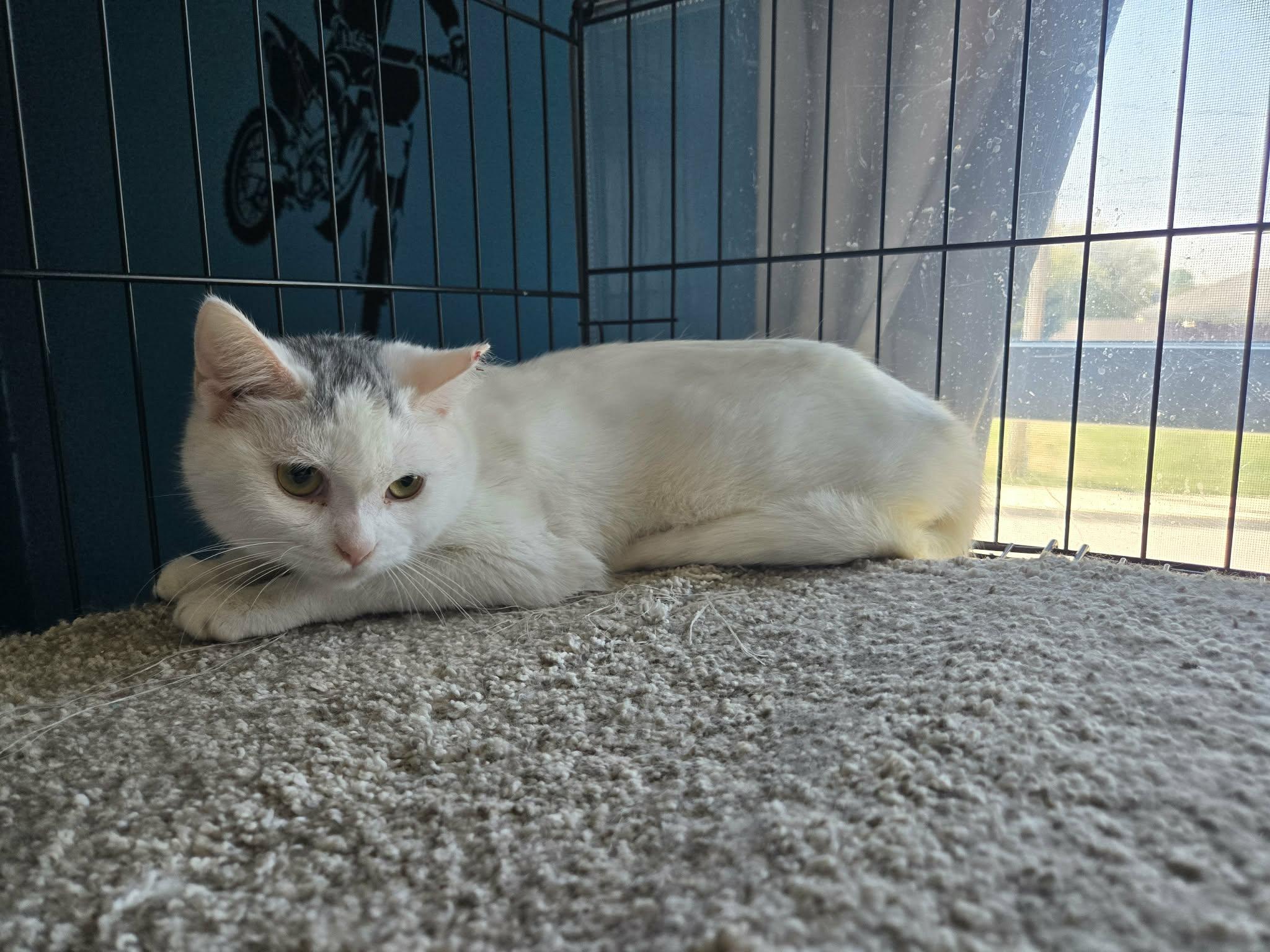 Enlarge Snowball , a ADOPTABLE Domestic Short Hair in oxford, PA image 2/2
