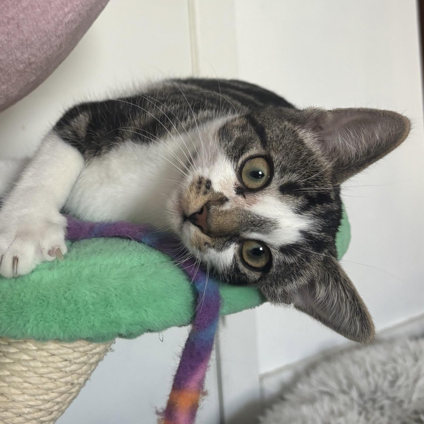 Ellipsis, an adopted Domestic Short Hair in Colonia, NJ image 3/6