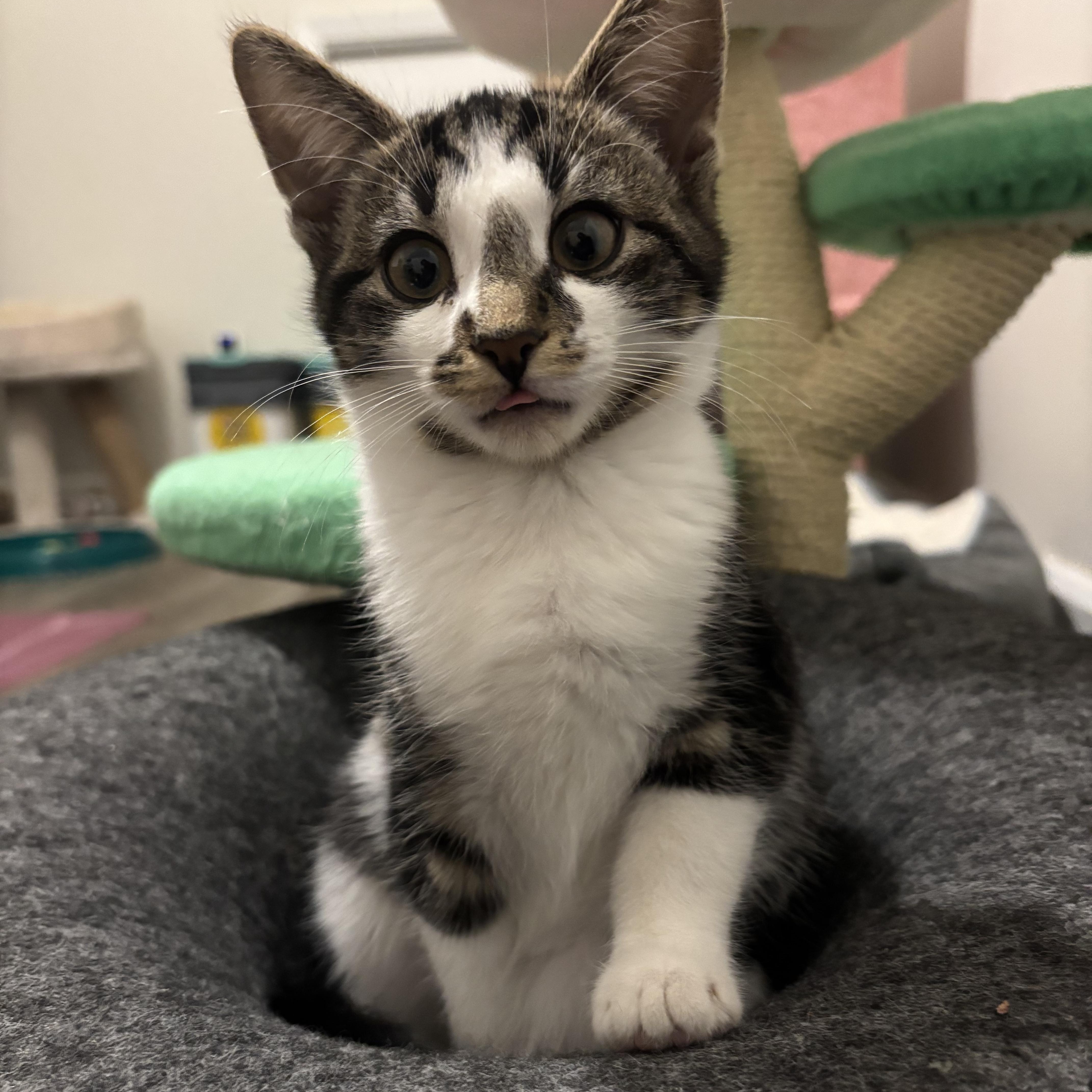 Ellipsis, an adopted Domestic Short Hair in Colonia, NJ image 2/6