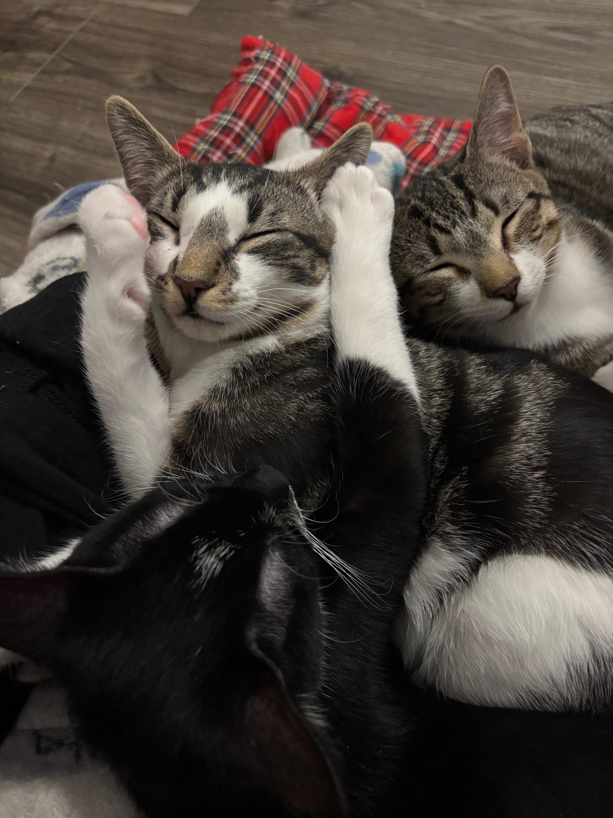 Ellipsis, an adopted Domestic Short Hair in Colonia, NJ image 6/6