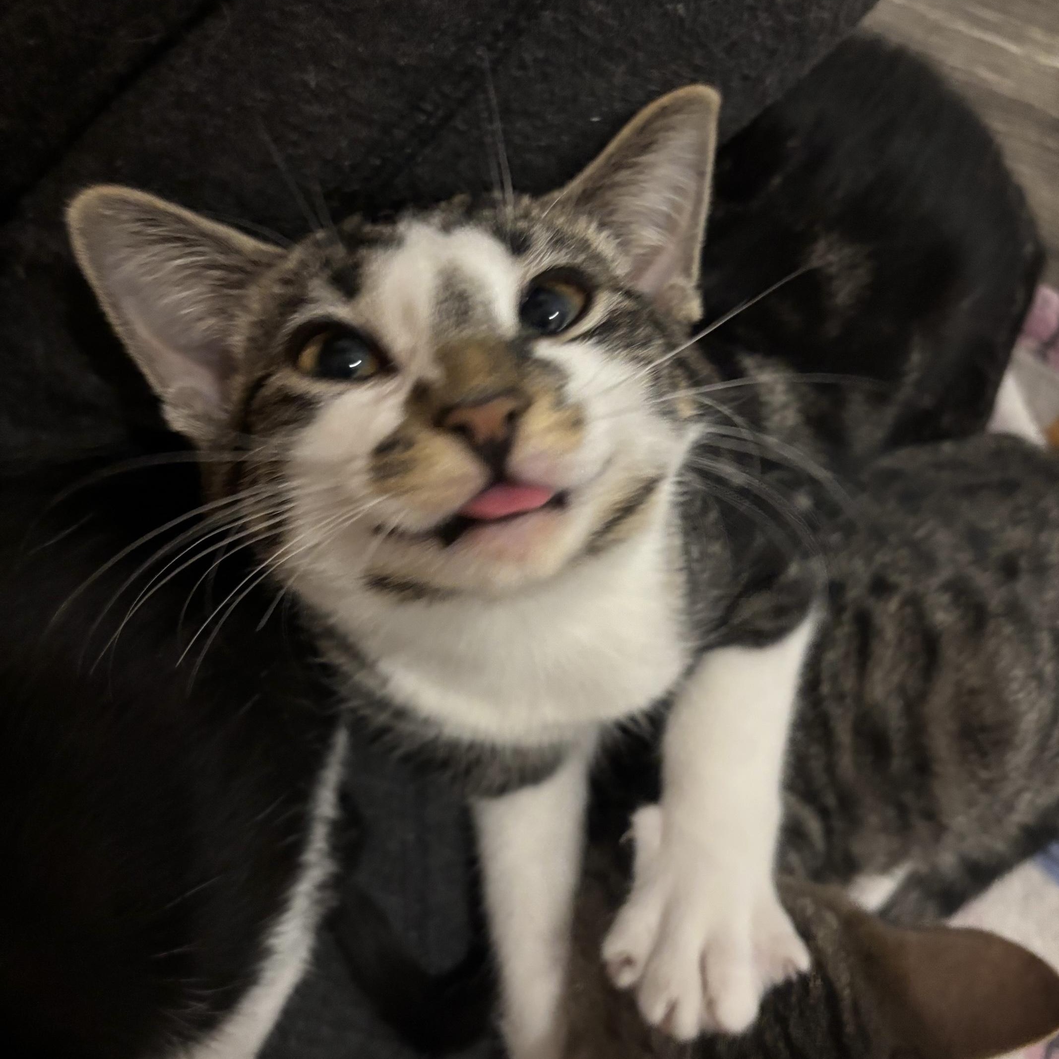 Ellipsis, an adopted Domestic Short Hair in Colonia, NJ image 5/6