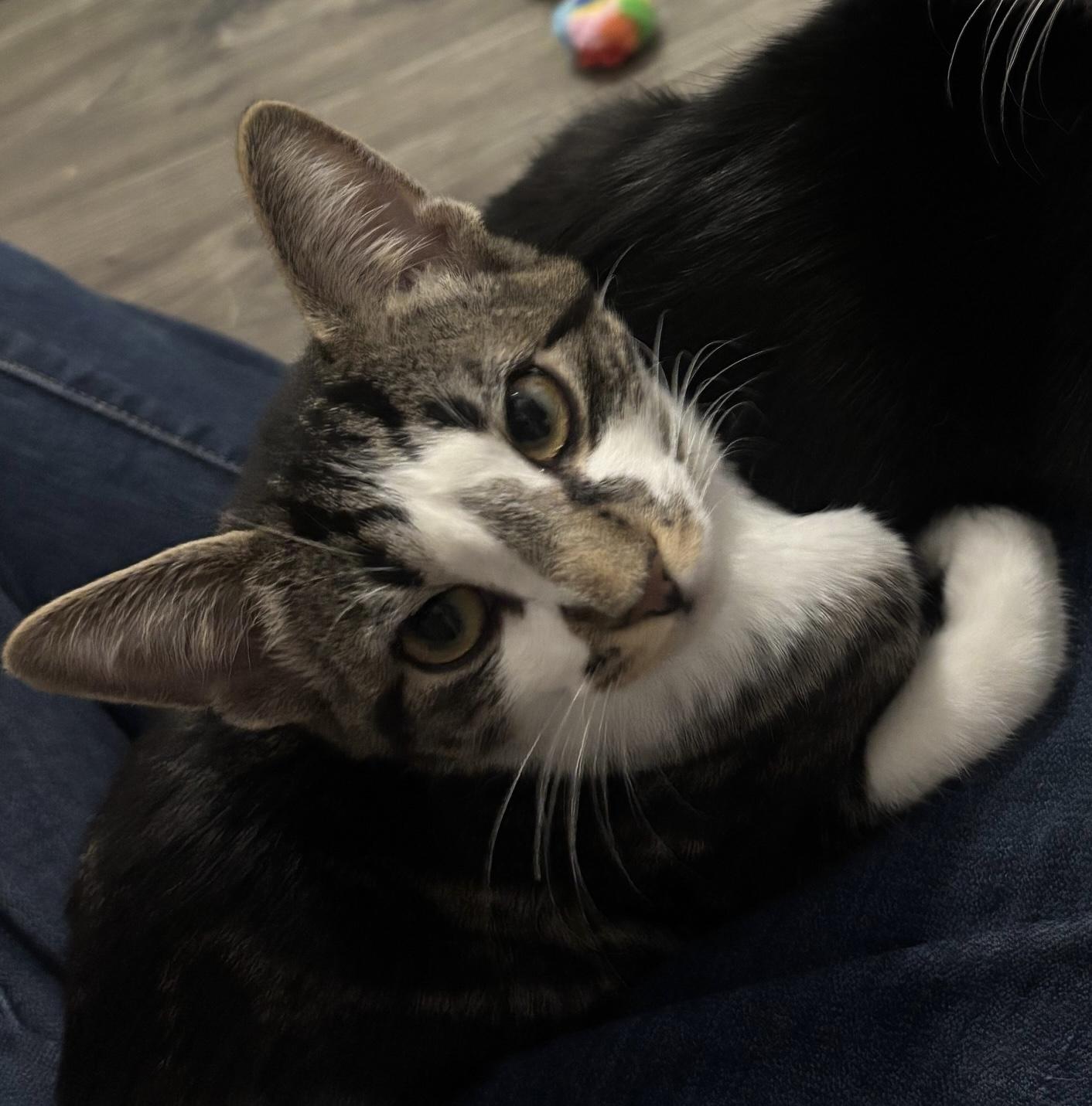 Ellipsis, an adopted Domestic Short Hair in Colonia, NJ image 4/6