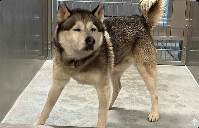 Enlarge CHOCLO, a Adoptable Siberian Husky in Baldwin Park, CA image 1/1