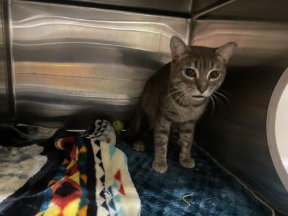 Bailey, Adoptable, Adult Male Domestic Short Hair & Domestic Short Hair.