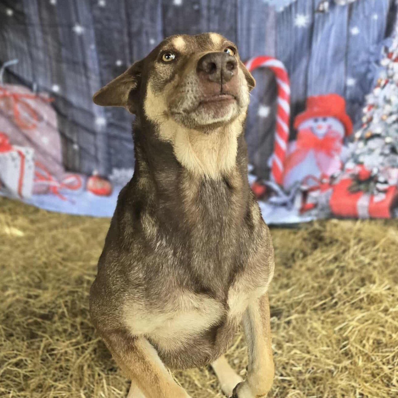 Beckett — thumbnail 2