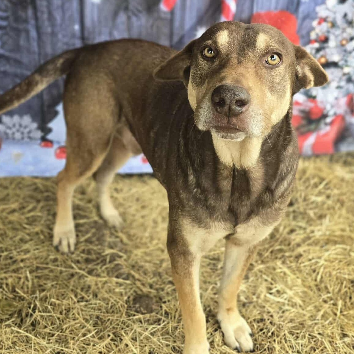 Beckett — thumbnail 4