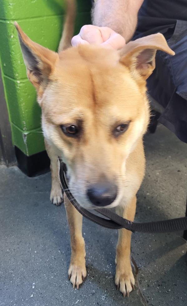 Pen 206 Aspen, Adoptable, Adult Female Shepherd.