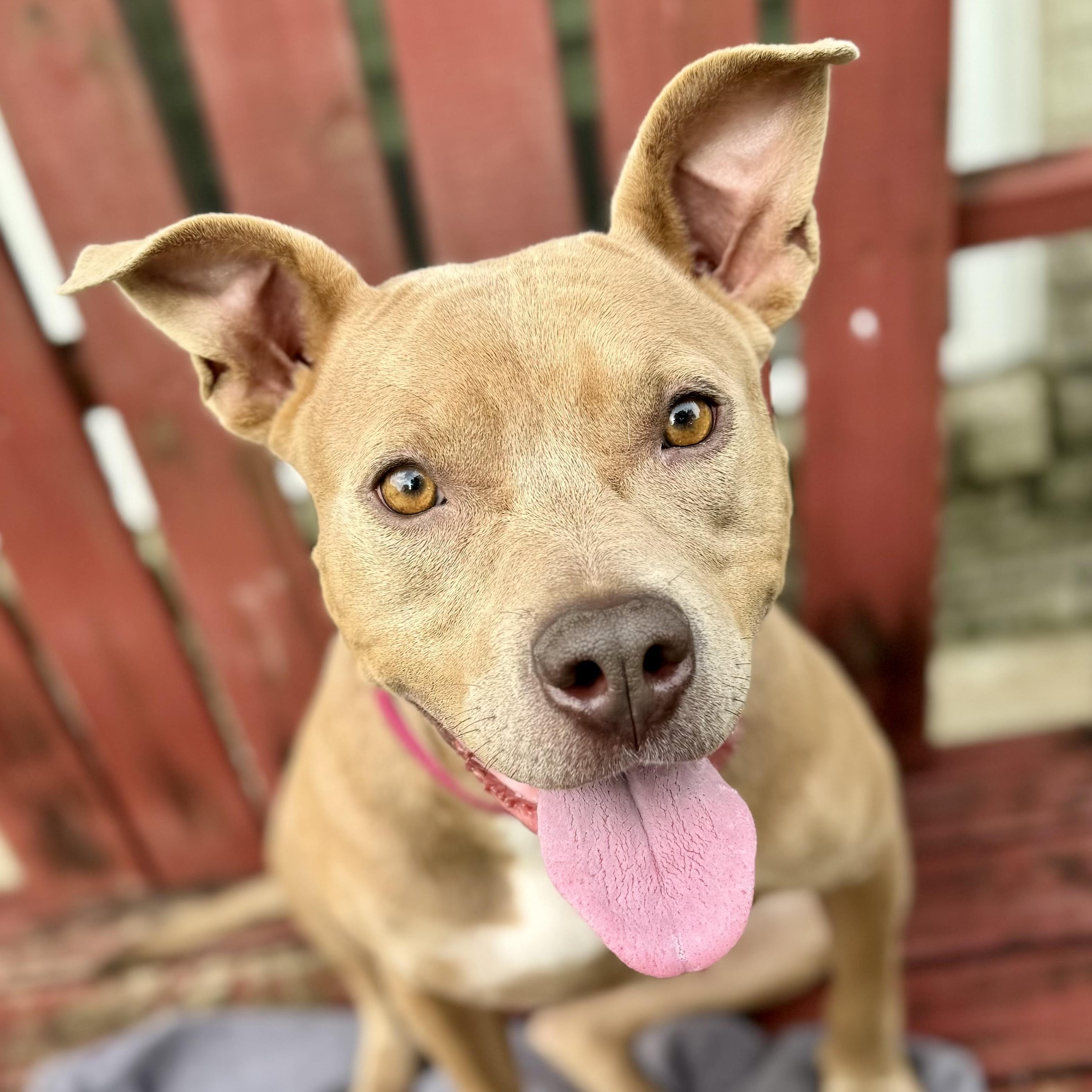 Enlarge Sadie, a Adoptable mixed breed in Benton Harbor, MI image 1/5