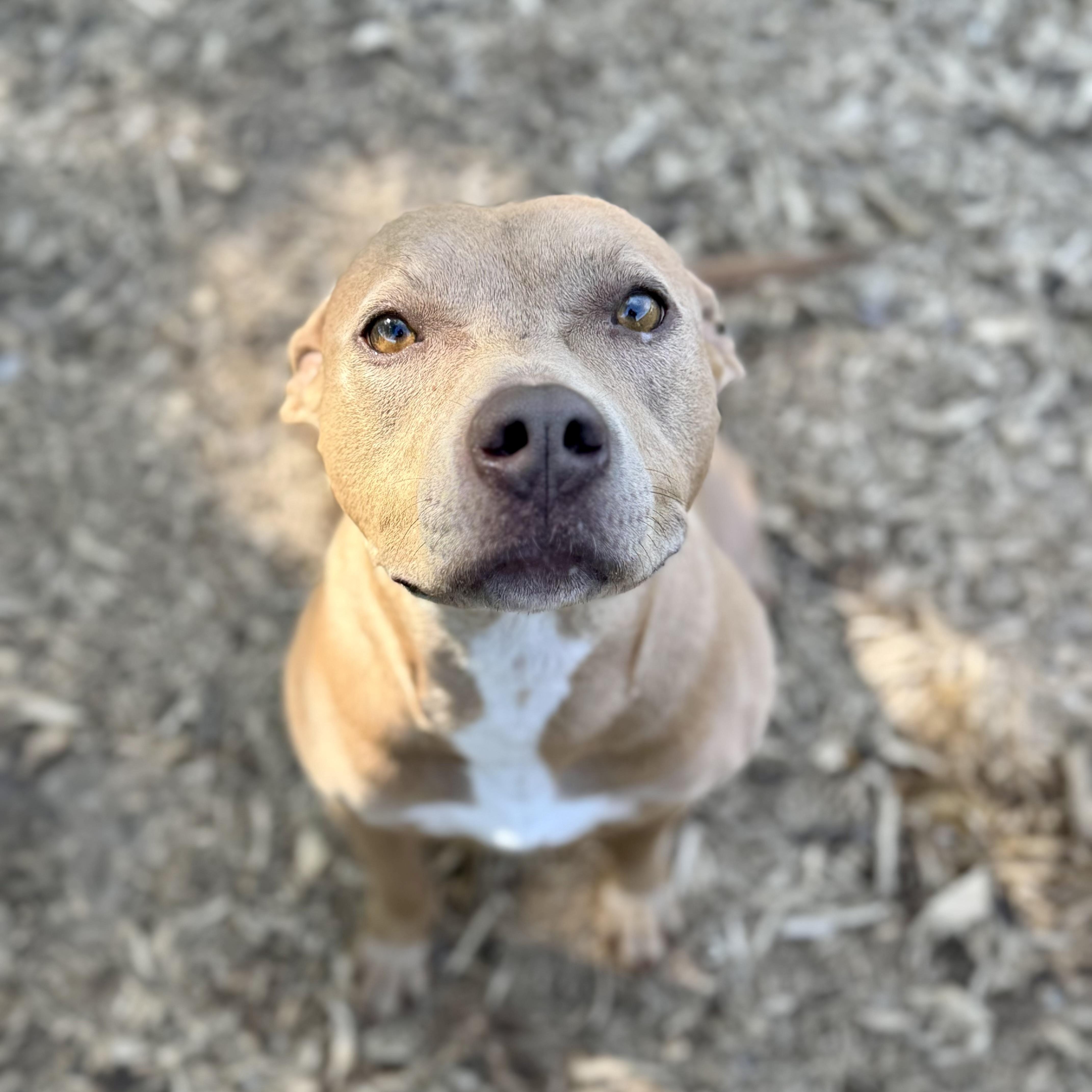 Enlarge Sadie, a Adoptable mixed breed in Benton Harbor, MI image 3/5